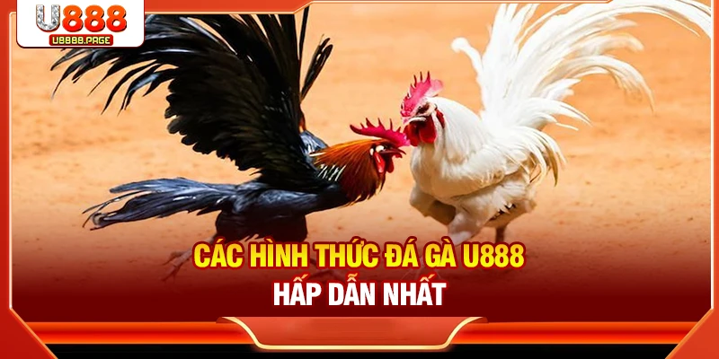 Các hình thức đá gà U888 đặc sắc bạn nên biết
