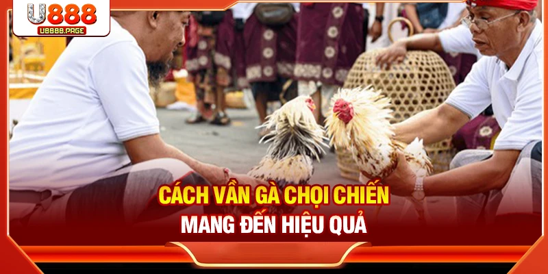 Cách vần gà chọi chiến mang đến hiệu quả