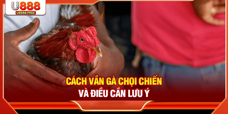 Cách vần gà chọi chiến và điều cần lưu ý