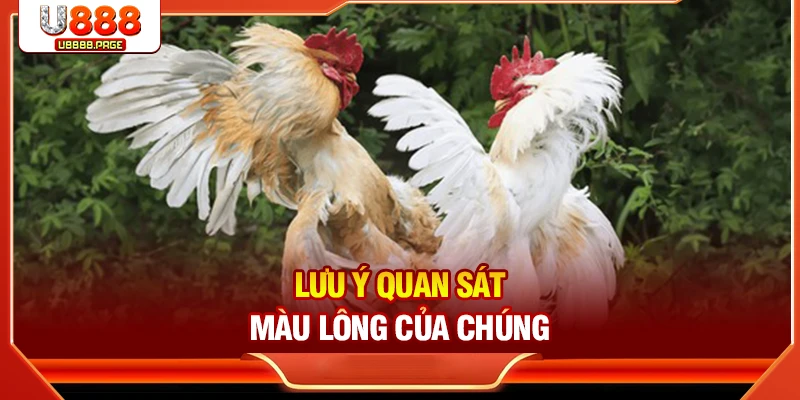 Lưu ý quan sát màu lông của chúng