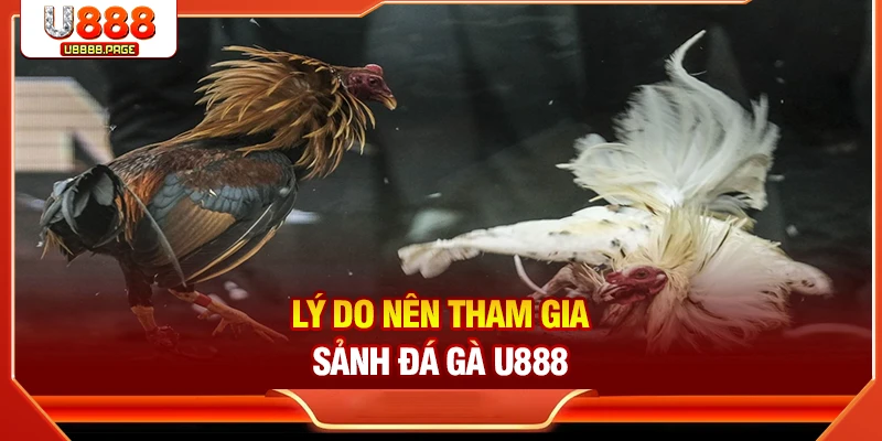 Lý do nên tham gia sảnh đá gà U888