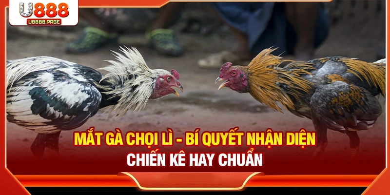 Mắt gà chọi lì