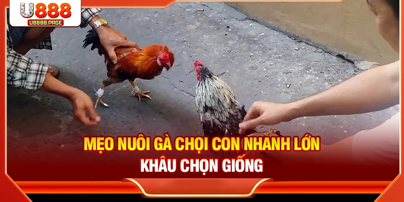 Mẹo nuôi gà chọi con nhanh lớn khâu chọn giống